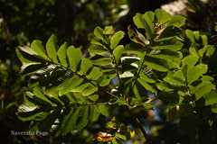 Canarium euphyllum